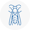 Wigan Wasp Nest Removal